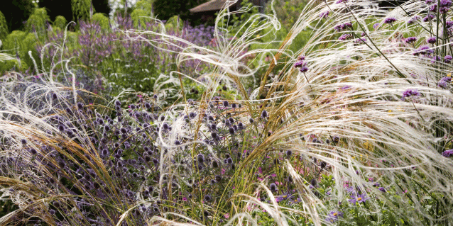 A country garden in Buckinghamshire