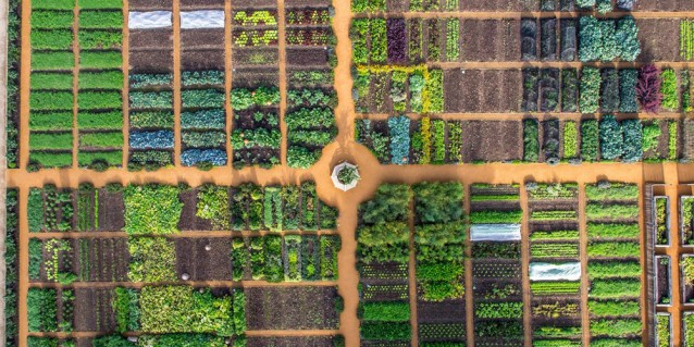King's New Kitchen Garden, Hampton Court